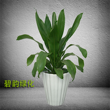 青叶也门铁